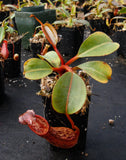 Nepenthes dactylifera