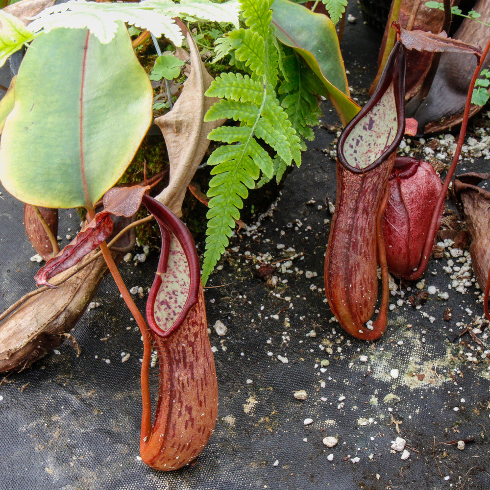 
                      
                        Nepenthes dactylifera
                      
                    