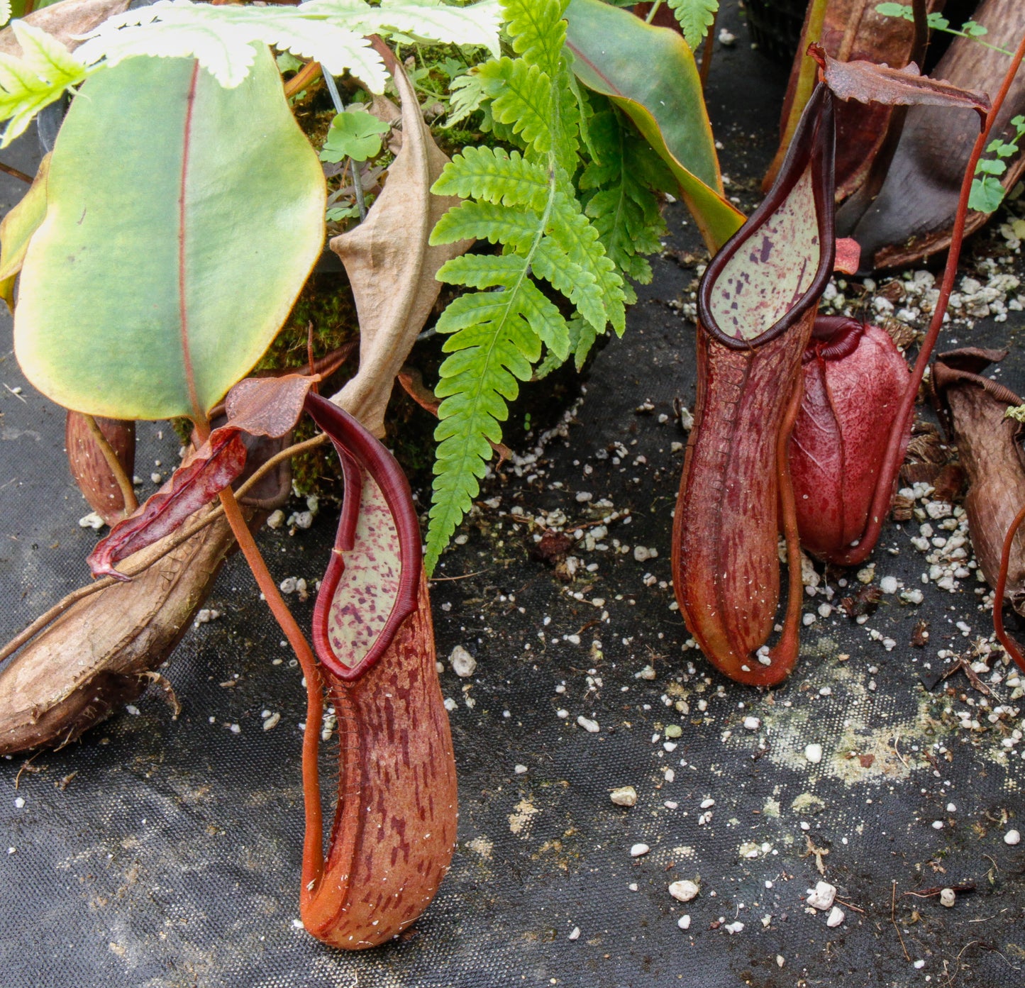 Nepenthes dactylifera