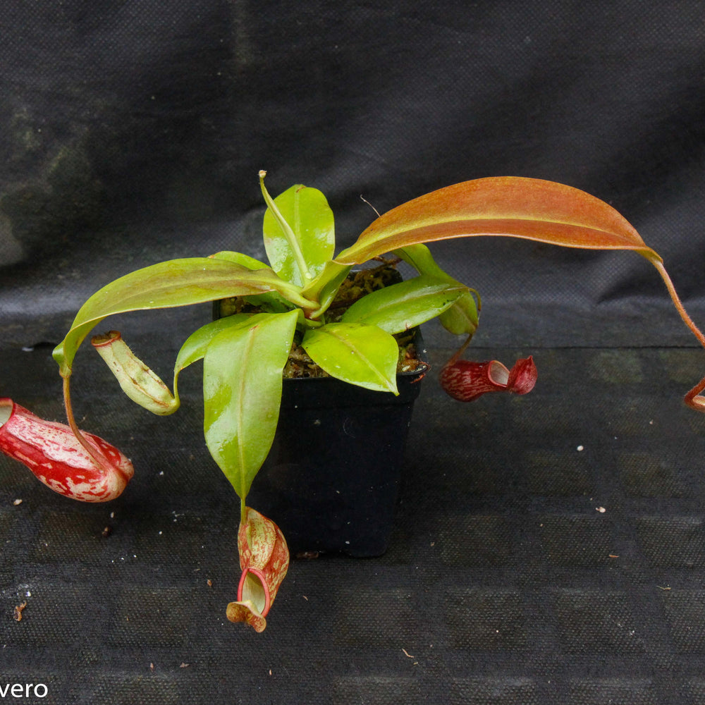 
                      
                        Nepenthes 'Gaya'
                      
                    