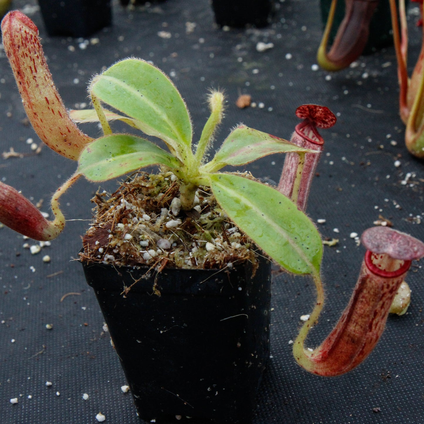 Nepenthes glandulifera, BE-3766