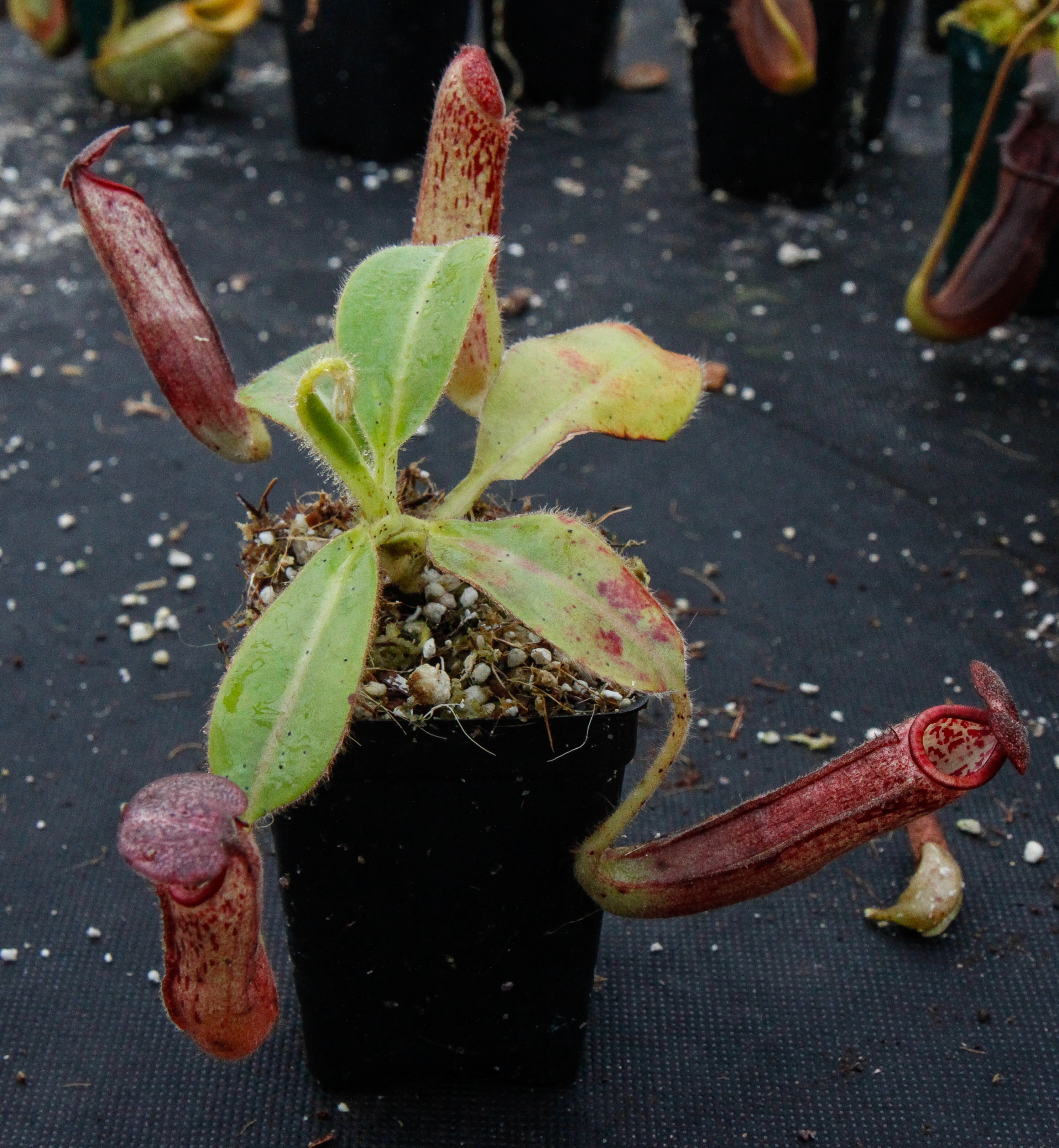 Nepenthes glandulifera, BE-3766 – Carnivero