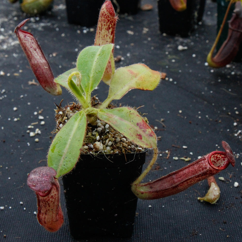 
                      
                        Nepenthes glandulifera, BE-3766
                      
                    