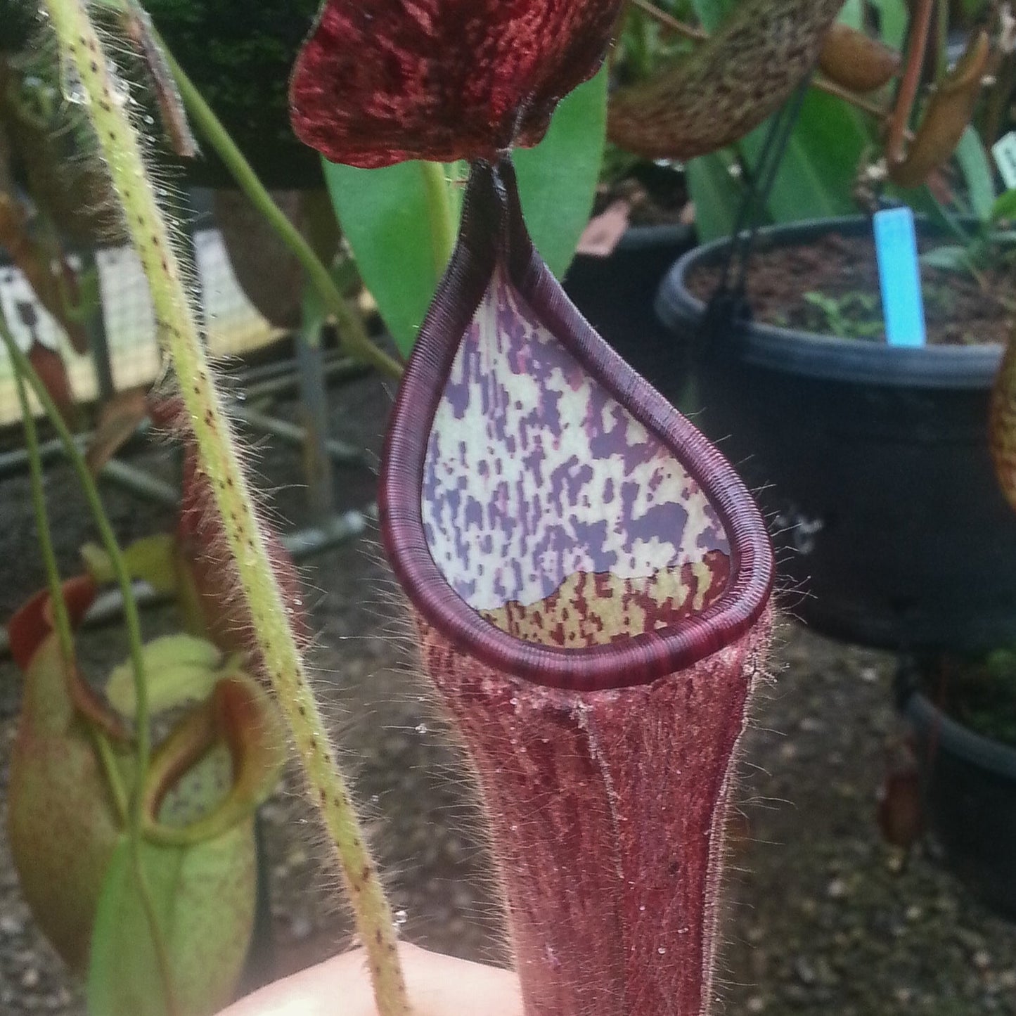 Nepenthes glandulifera, BE-3766