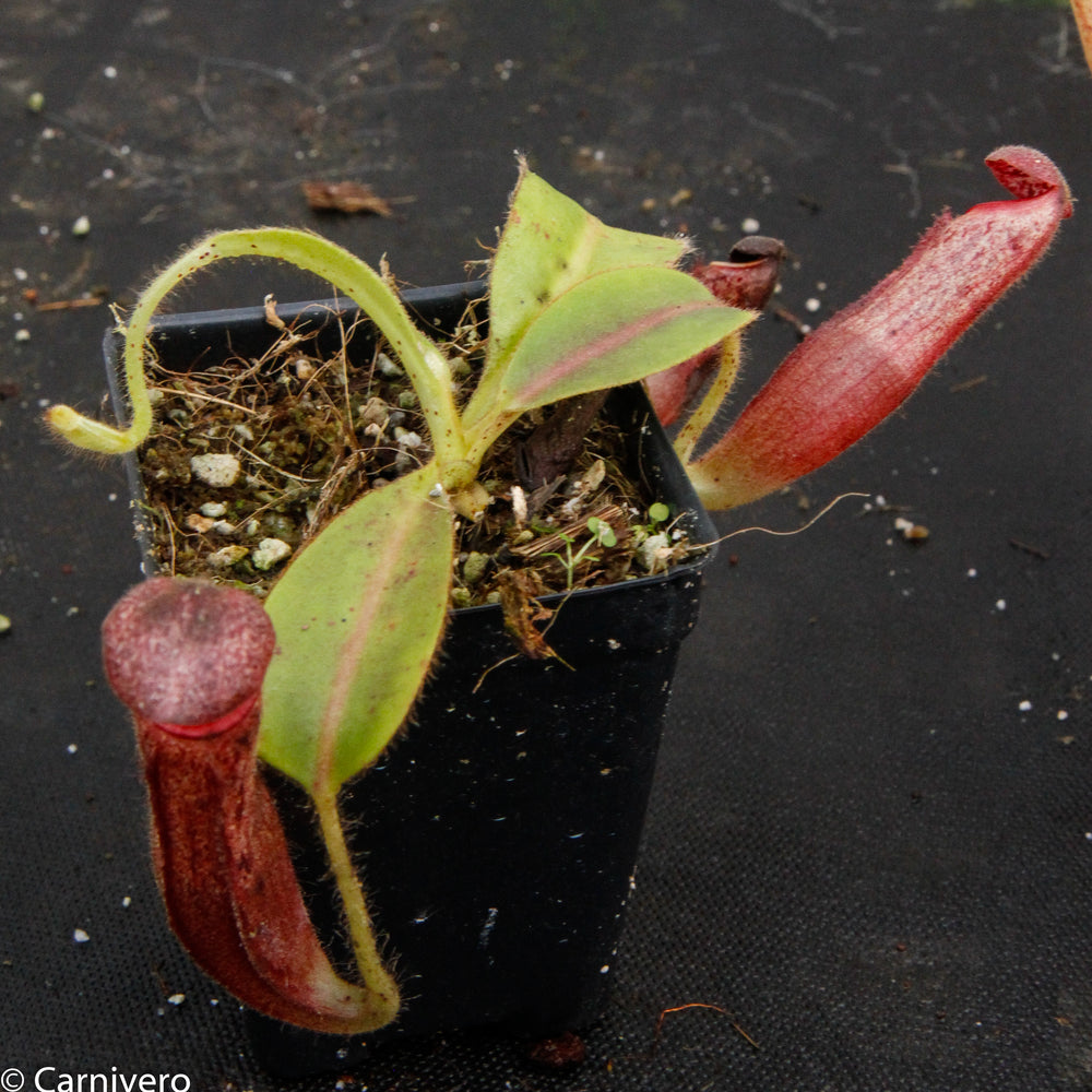 
                      
                        Nepenthes glandulifera, BE-3766
                      
                    