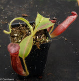 Nepenthes glandulifera