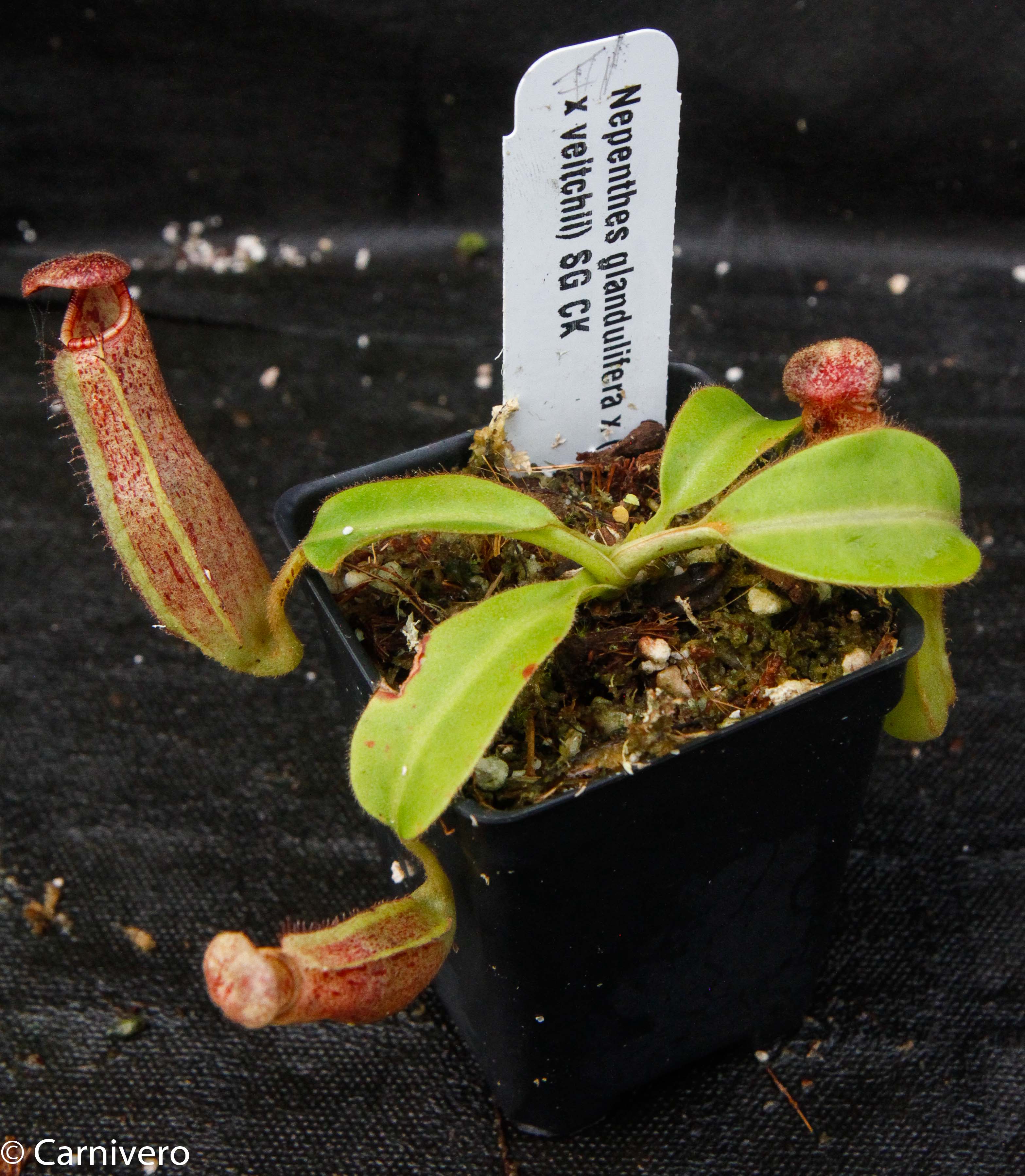 Nepenthes glandulifera x (lowii x veitchii) – Carnivero