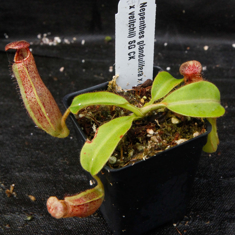 Nepenthes glandulifera x (lowii x veitchii)