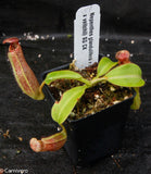 Nepenthes glandulifera x (lowii x veitchii)