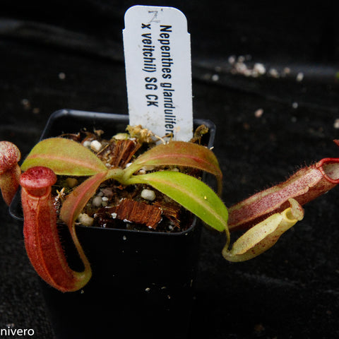 Nepenthes glandulifera x lowii veitchii pitcher plant in a small pot with a curved red pitcher and a long slender pitcher, label tag visible.