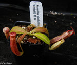 Nepenthes glandulifera x (lowii x veitchii)