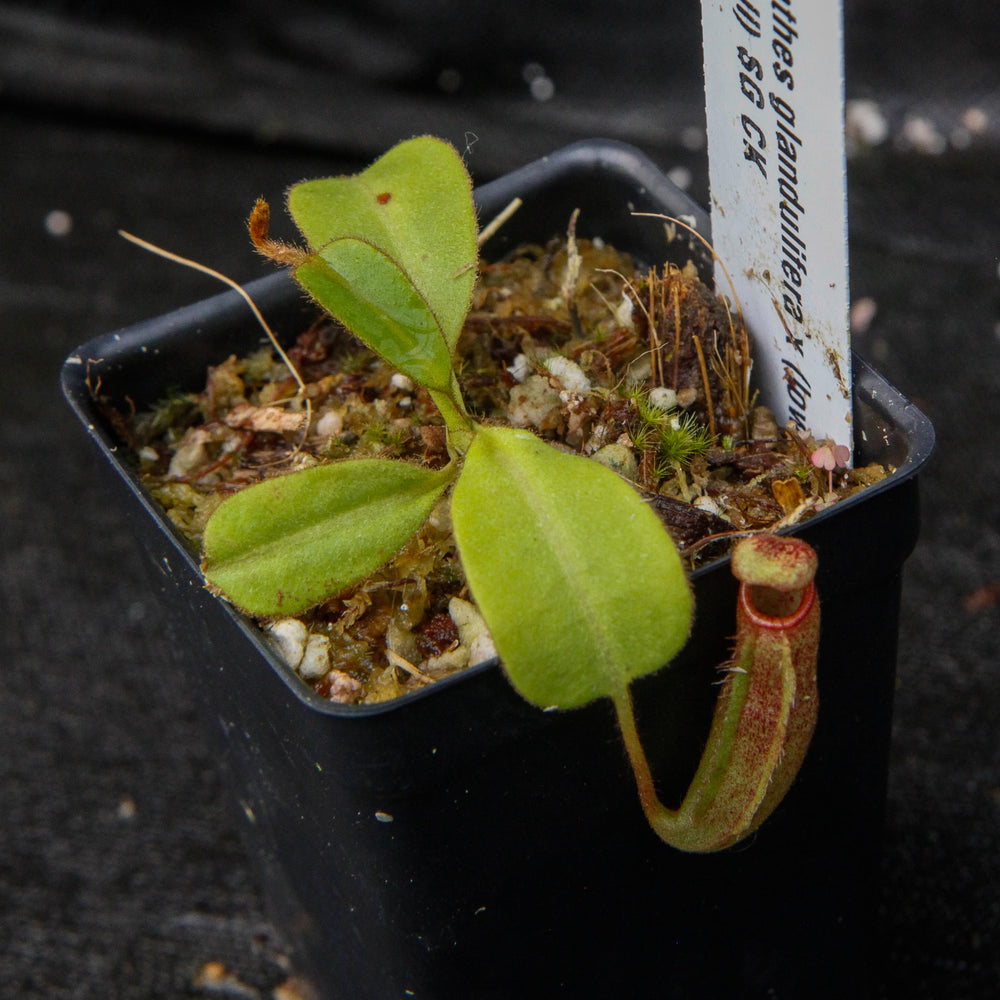
                      
                        Nepenthes glandulifera x (lowii x veitchii)
                      
                    