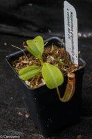 Nepenthes glandulifera x (lowii x veitchii)