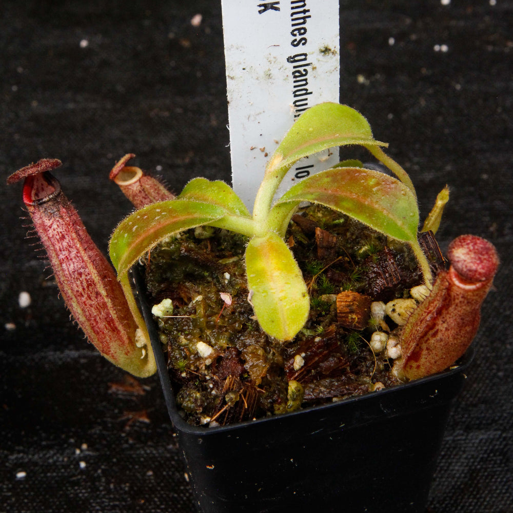 
                      
                        Nepenthes glandulifera x lowii
                      
                    