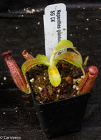 Nepenthes glandulifera x lowii