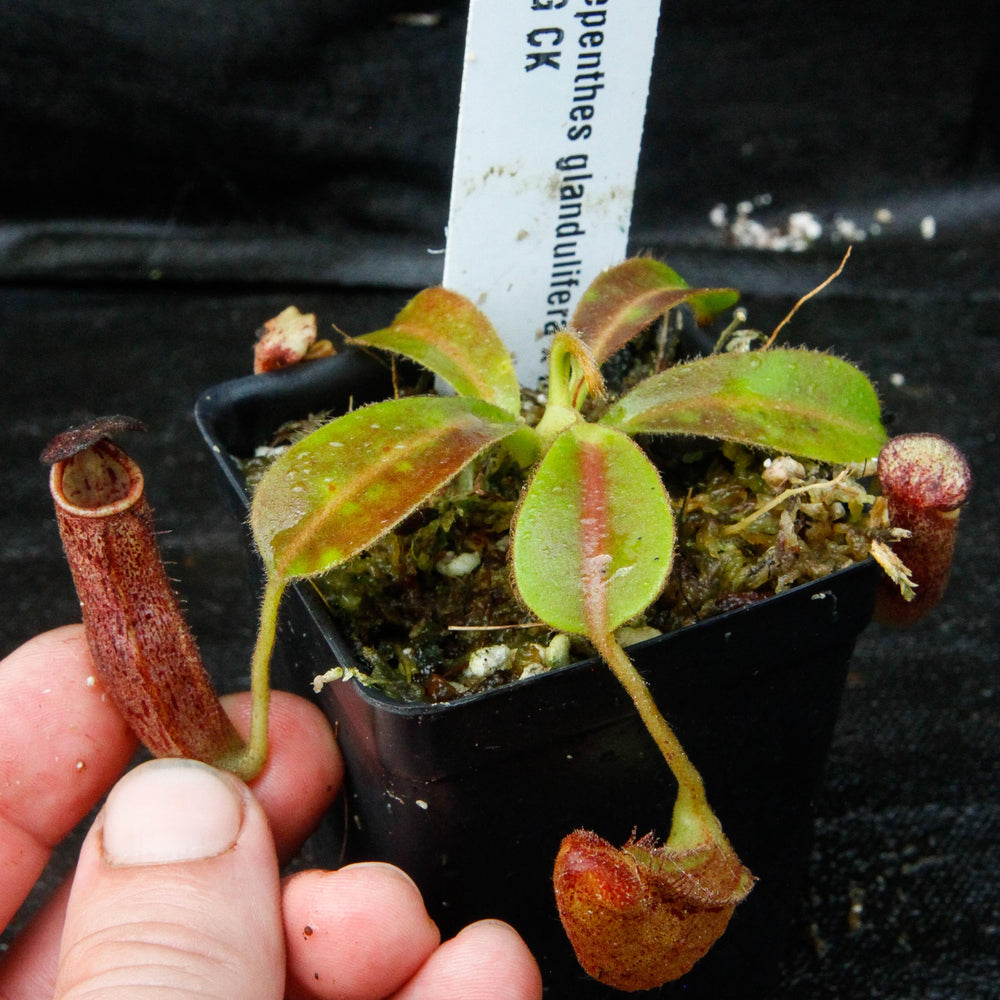 
                      
                        Nepenthes glandulifera x lowii
                      
                    