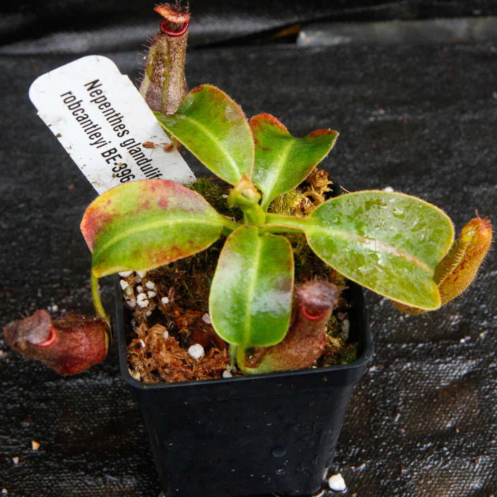
                      
                        Nepenthes glandulifera x robcantleyi, BE-3964
                      
                    