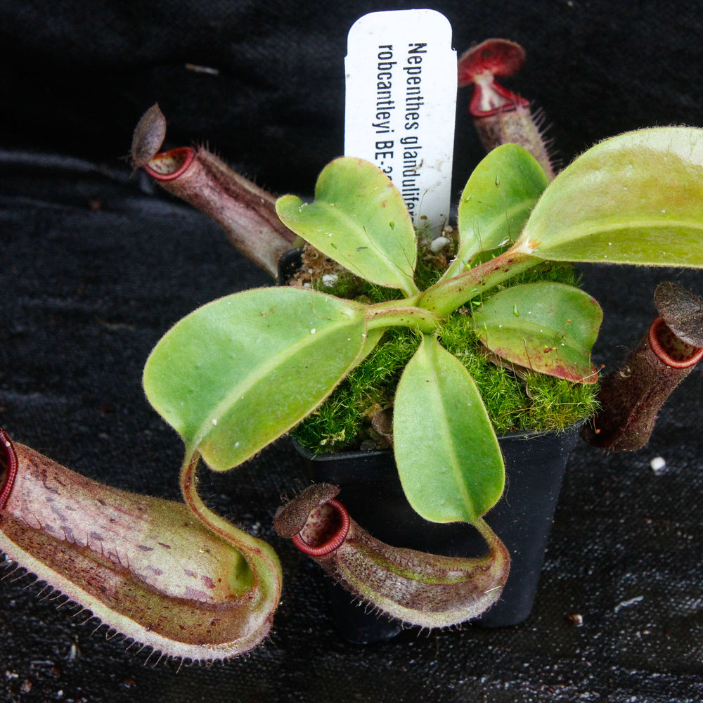 
                      
                        Nepenthes glandulifera x robcantleyi, BE-3964
                      
                    