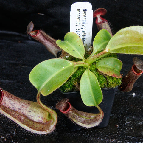 Nepenthes glandulifera x robcantleyi BE-3964 with bright green leaves and several reddish tubular pitchers on black fabric