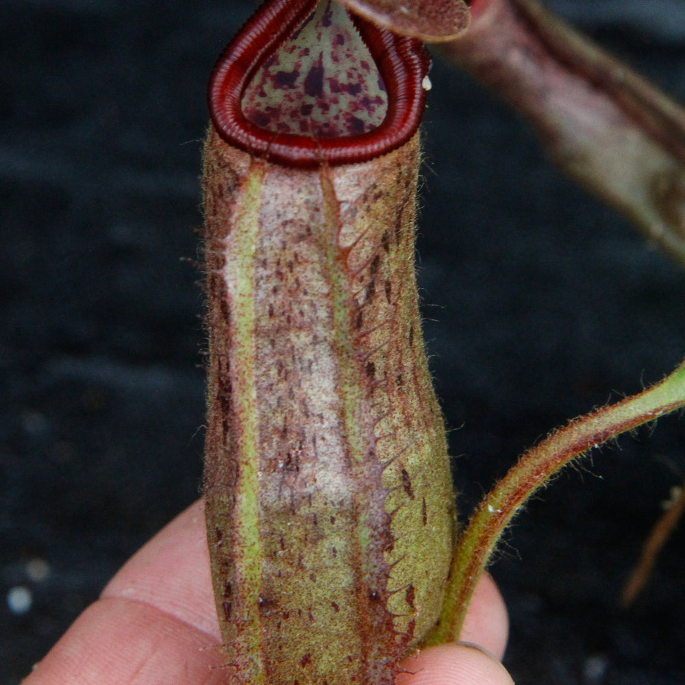 
                      
                        Nepenthes glandulifera x robcantleyi, BE-3964
                      
                    