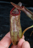 Nepenthes glandulifera x robcantleyi, BE-3964