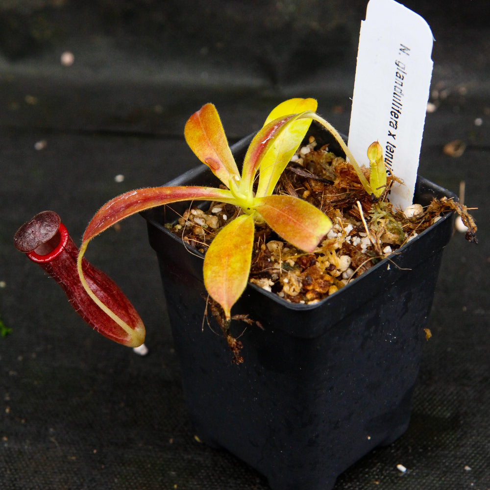 
                      
                        Nepenthes glandulifera x tenuis, BE-3891
                      
                    