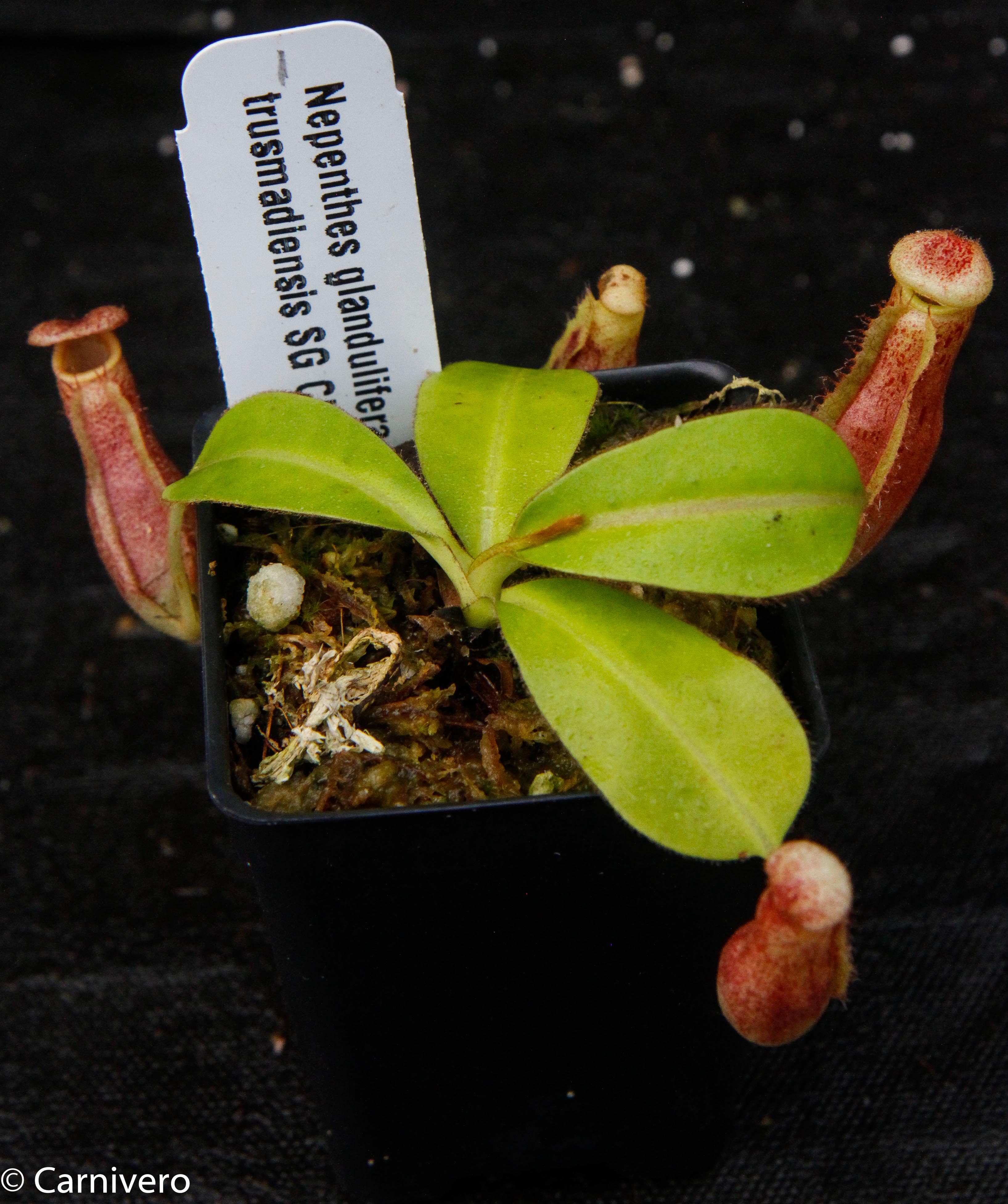 Nepenthes glandulifera x Trusmadiensis – Carnivero