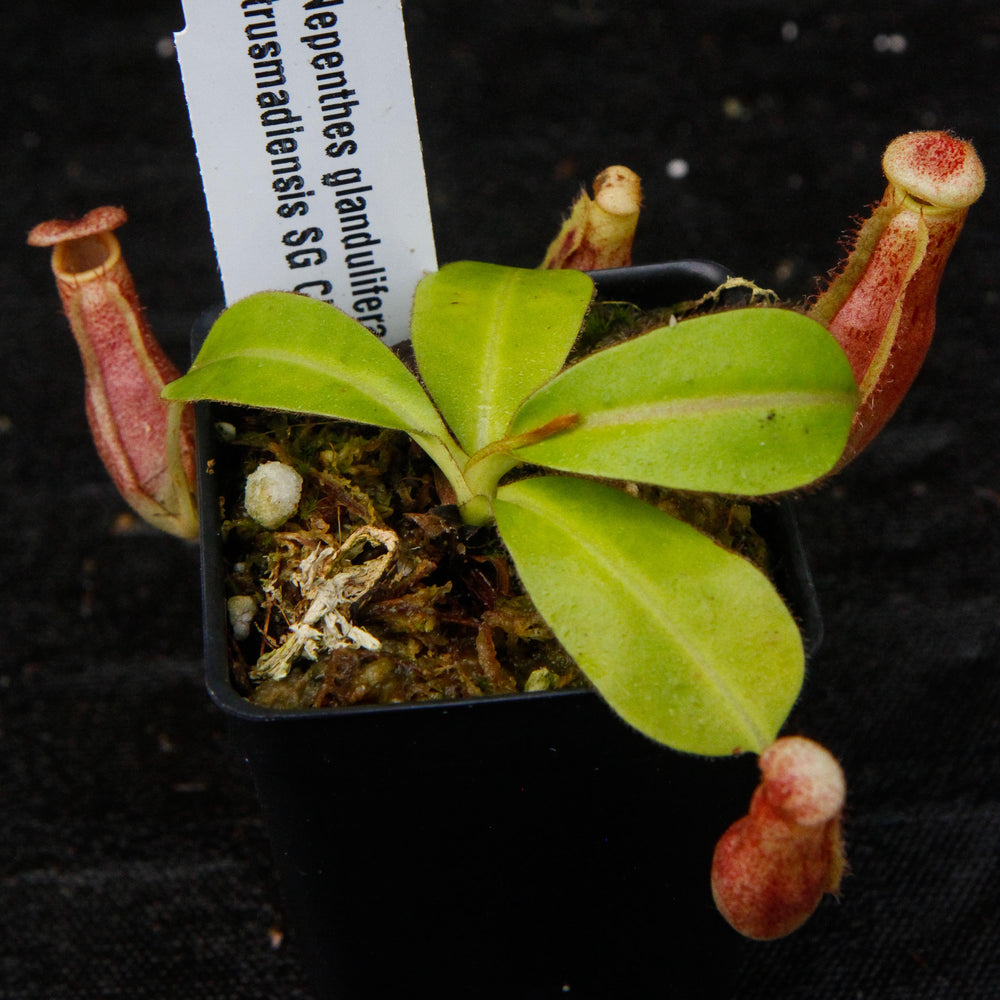 Nepenthes glandulifera x Trusmadiensis