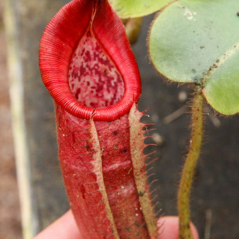 Close-up of a bright red Nepenthes glandulifera x veitchii pitcher with a ridged circular peristome held by fingers.