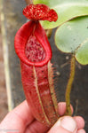 Nepenthes glandulifera x veitchii "Cherry Red"