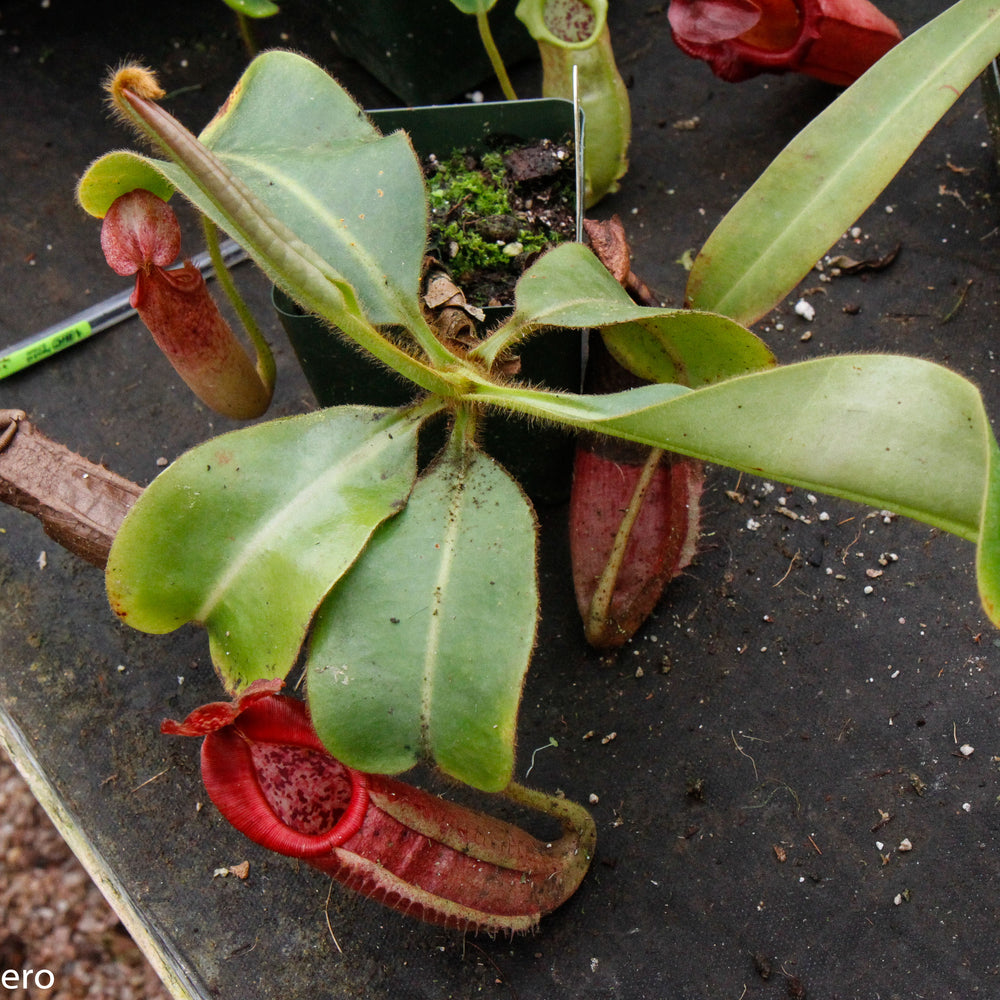 Nepenthes glandulifera x veitchii "Cherry Red"