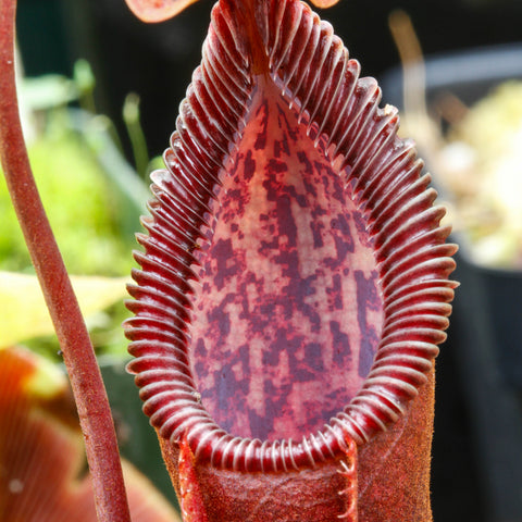 Close up of Nepenthes singalana x diabolica pitcher with a tall maroon ribbed peristome and speckled purple interior.