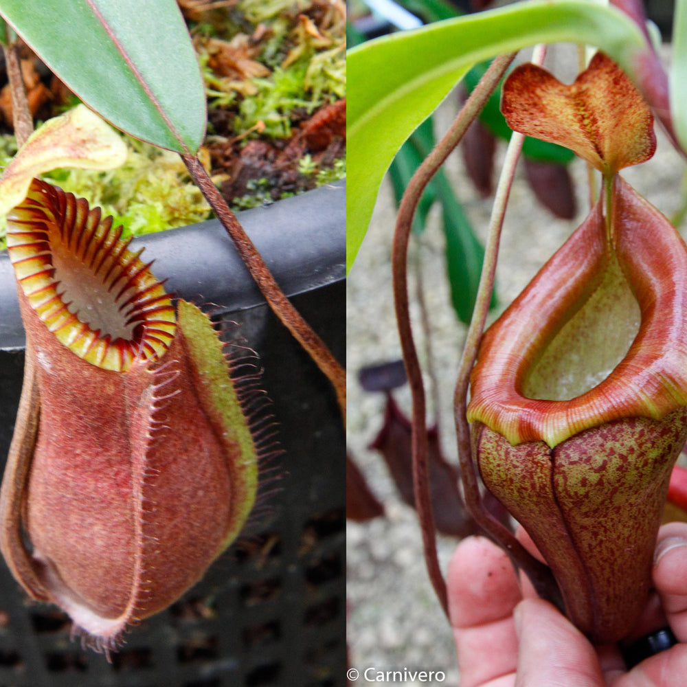Nepenthes hamata "red hairy" x flava