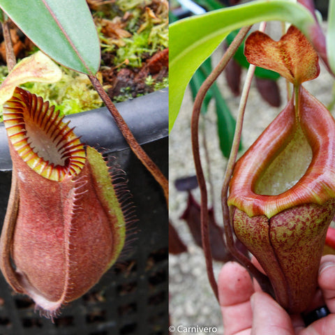 Collage of Nepenthes hamata red hairy x flava with two pitchers left a reddish hairy peristome and right a bright orange hanging pitcher on a vine