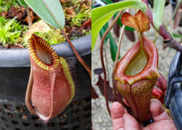 Nepenthes hamata "red hairy" x flava