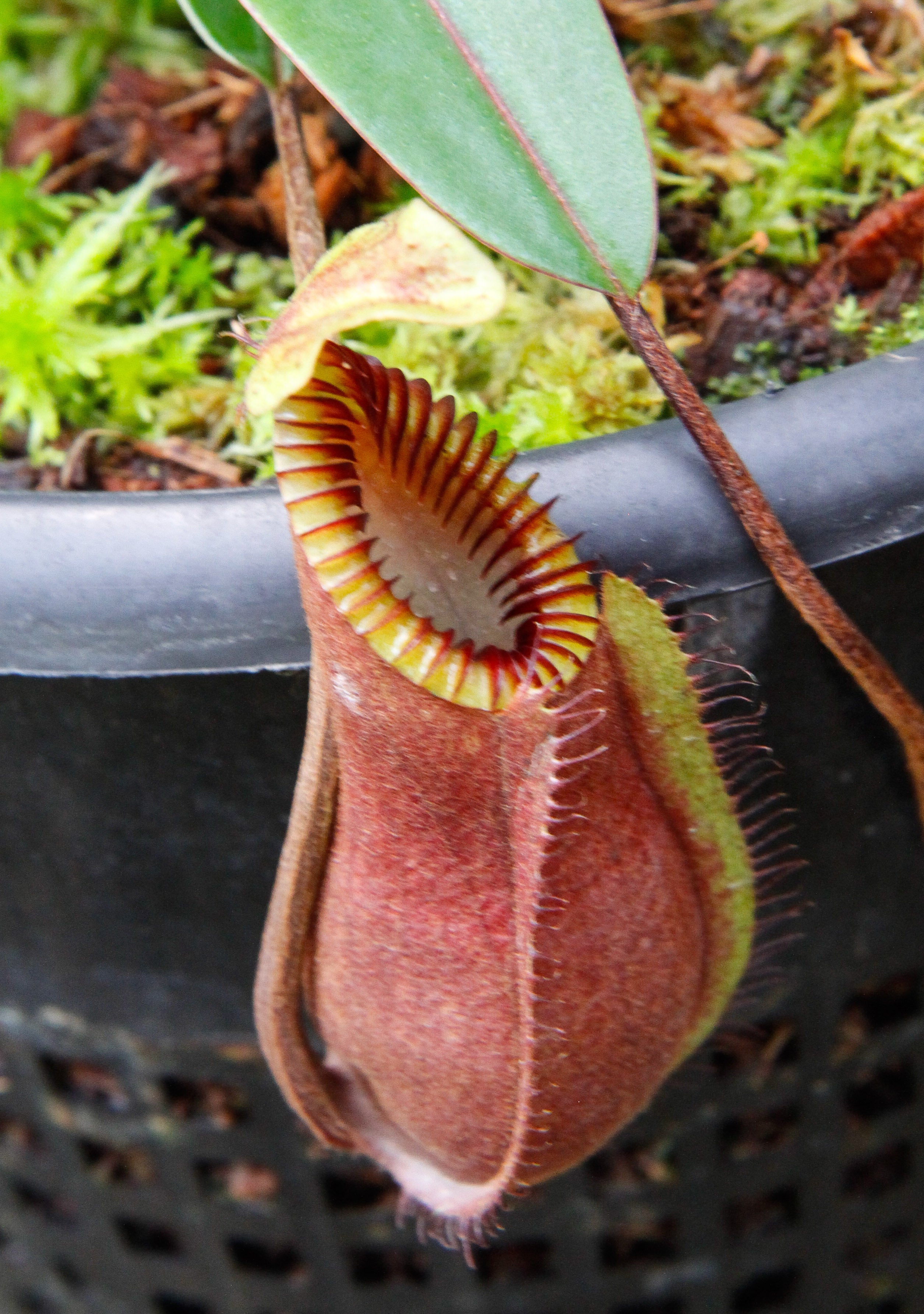N.hamata ウツボカズラ ネペンテス 食虫植物 N.hamata ウツボカズラ ネペンテス 食虫植物