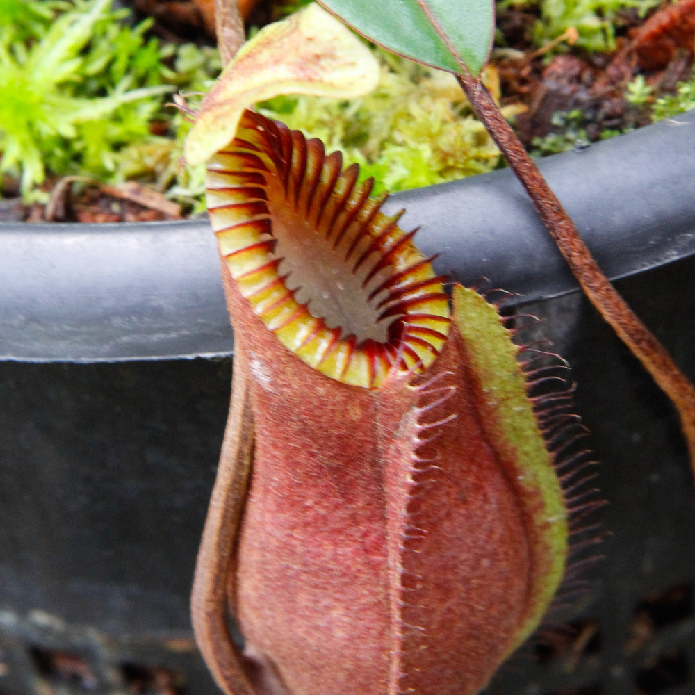 Nepenthes diabolica - Exact Plant