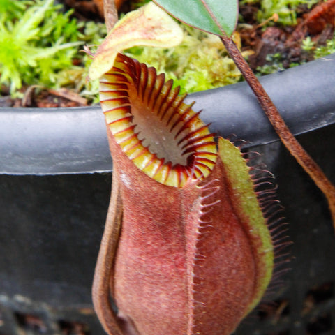 Nepenthes diabolica pitcher in a pot with a reddish brown body and a yellow striped peristome.