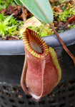 Nepenthes diabolica - Exact Plant