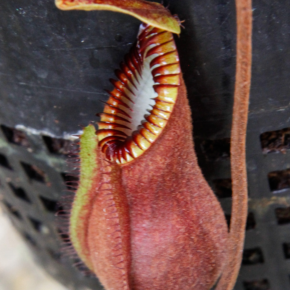 Nepenthes diabolica - Exact Plant