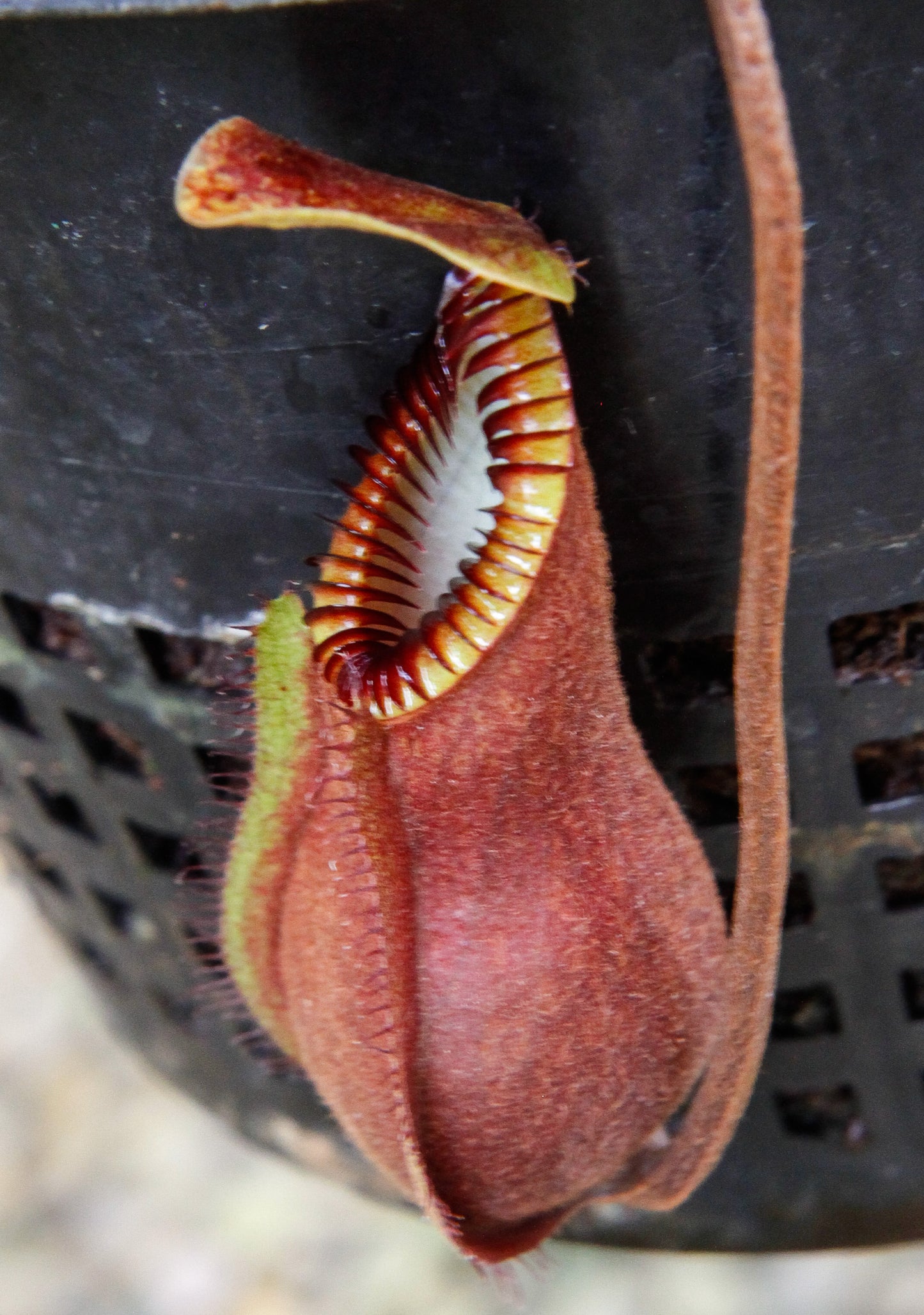 Nepenthes diabolica - Exact Plant