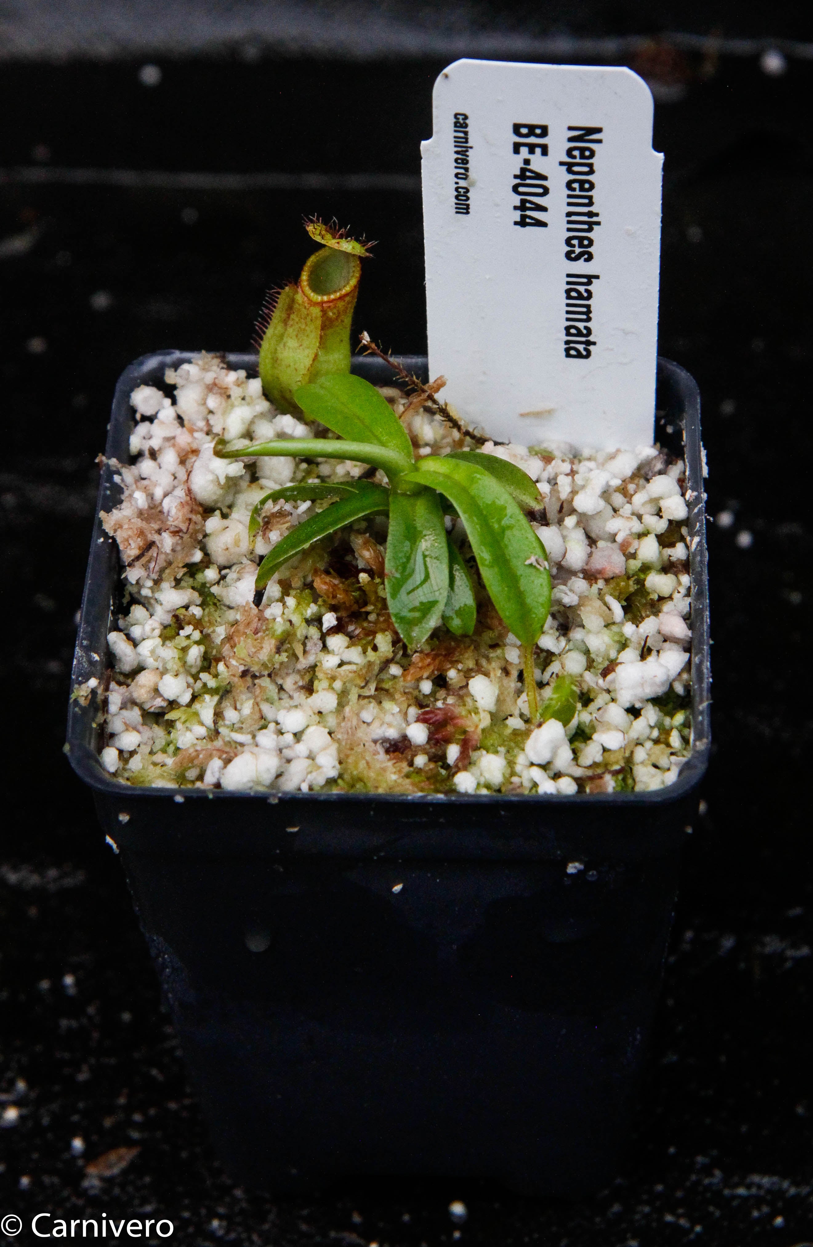 Nepenthes hamata (Tambusisi x Lumut), BE-4044 – Carnivero