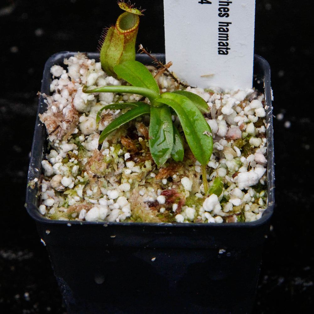 
                      
                        Nepenthes hamata (Tambusisi x Lumut), BE-4044, pitcher plant, carnivorous plant, collectors plant, large pitchers, rare plants 
                      
                    