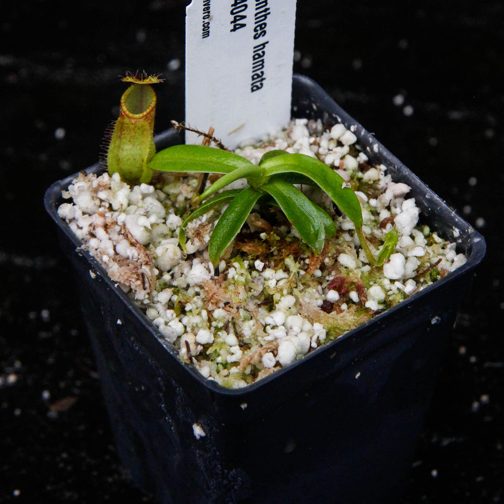 
                      
                        Nepenthes hamata (Tambusisi x Lumut), BE-4044, pitcher plant, carnivorous plant, collectors plant, large pitchers, rare plants 
                      
                    