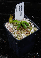Nepenthes hamata (Tambusisi x Lumut), BE-4044
