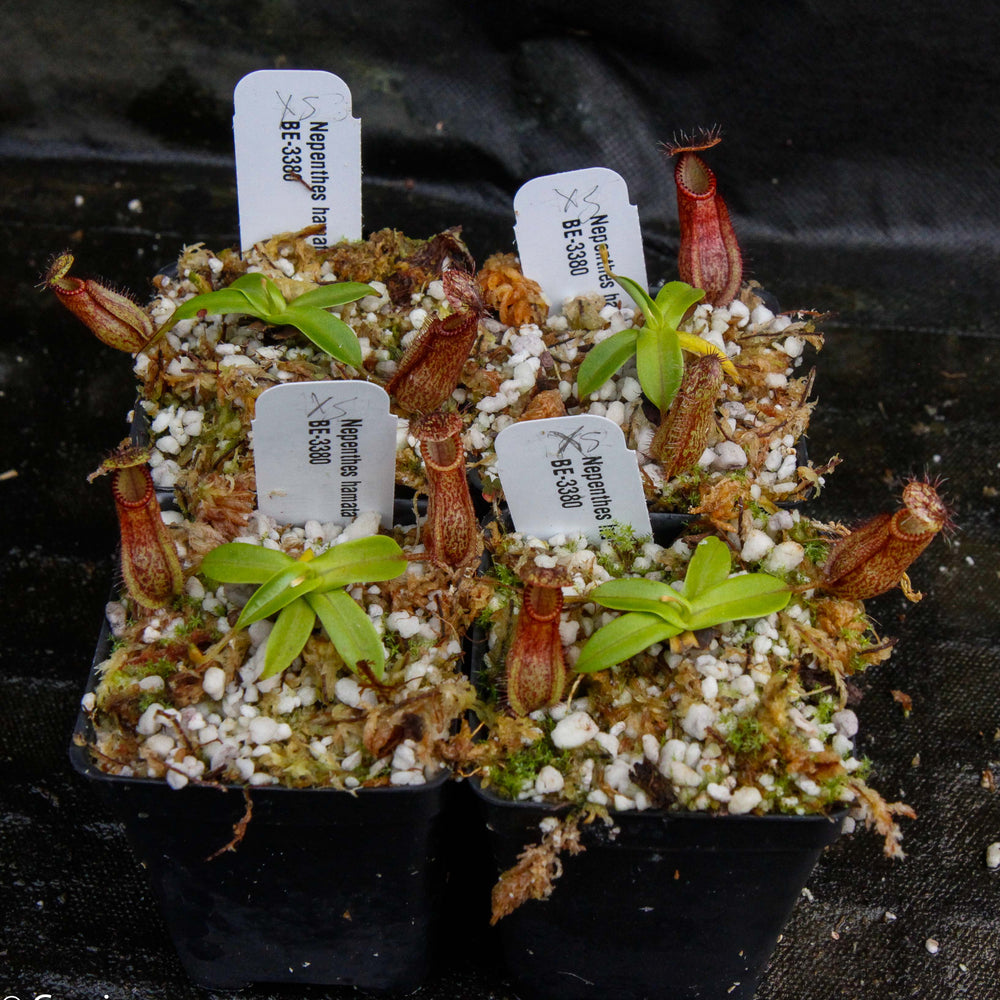 
                      
                        Nepenthes hamata, BE-3380
                      
                    