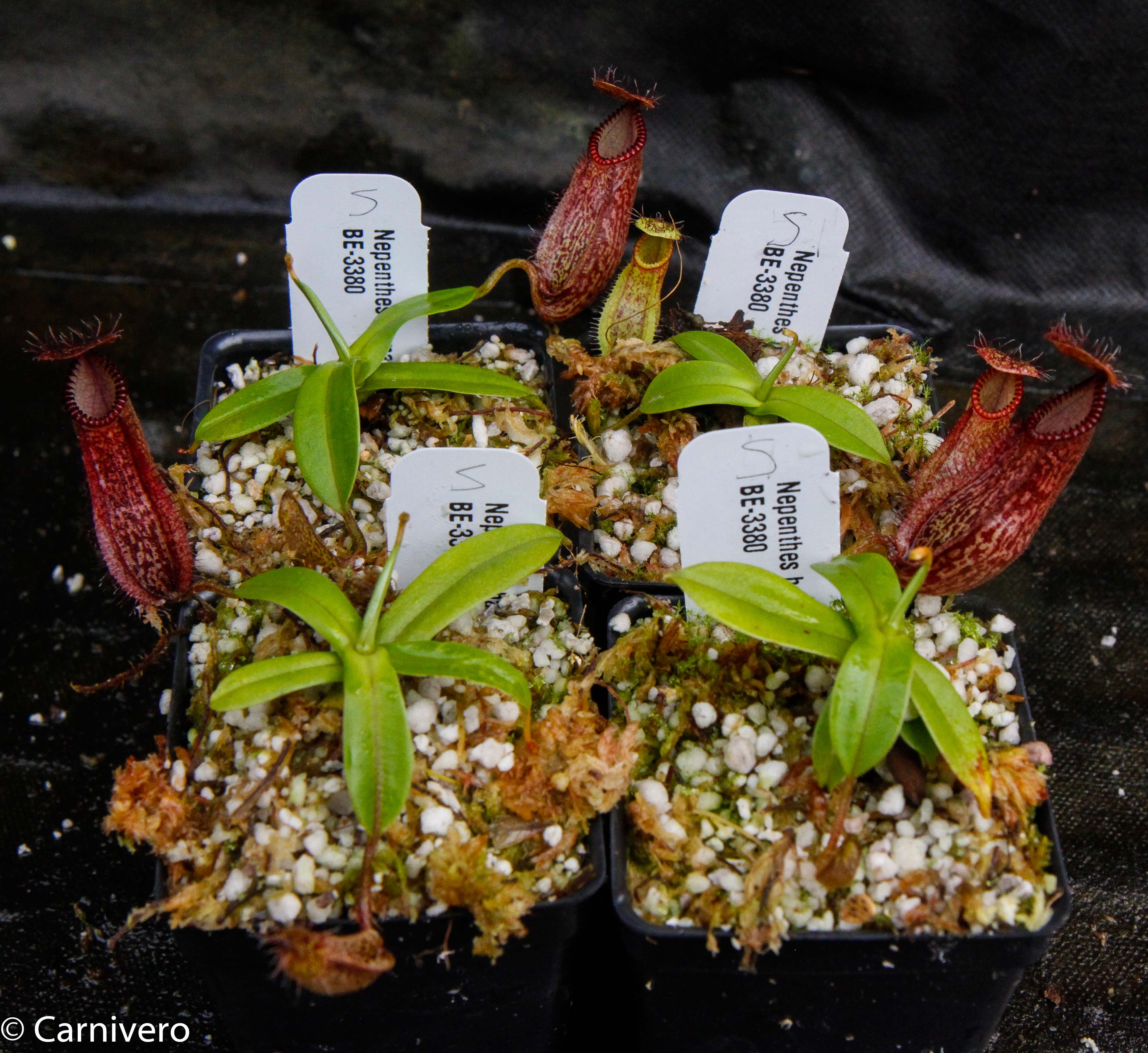 Nepenthes hamata, BE-3380 – Carnivero
