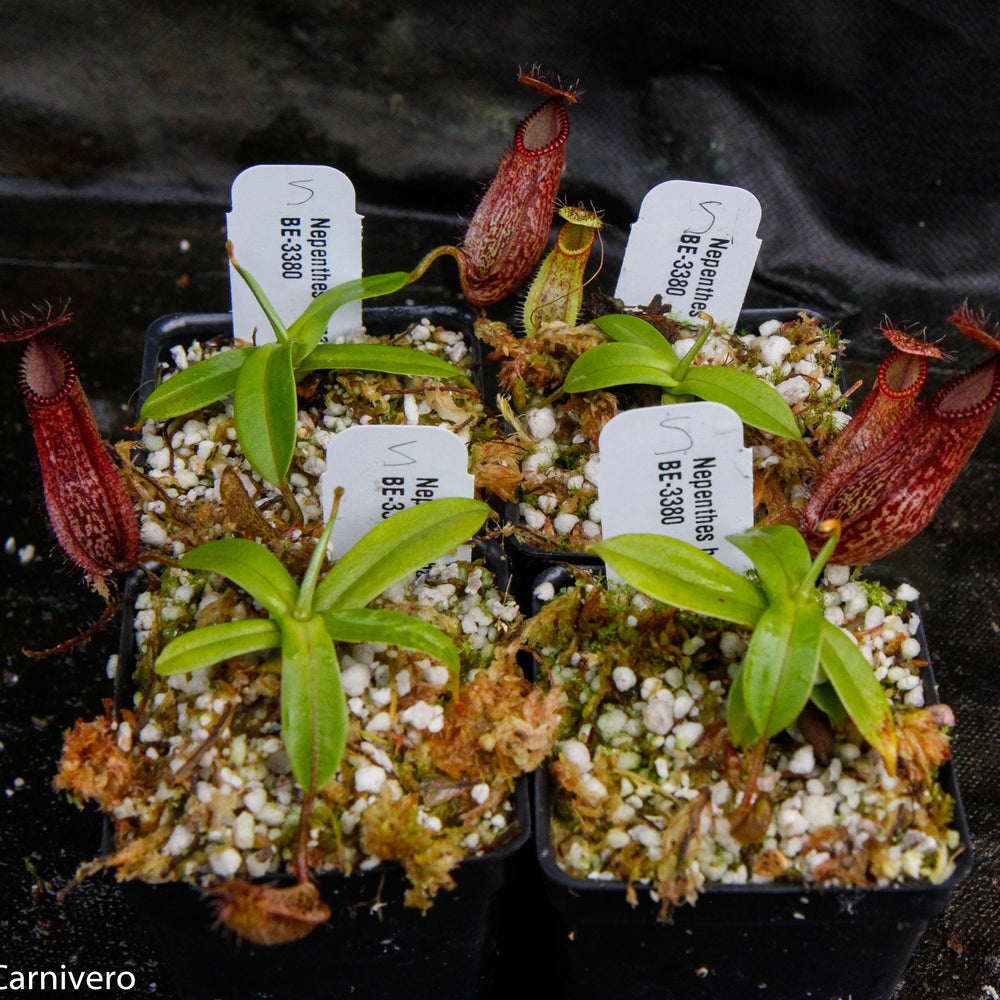 
                      
                        Nepenthes hamata, BE-3380
                      
                    