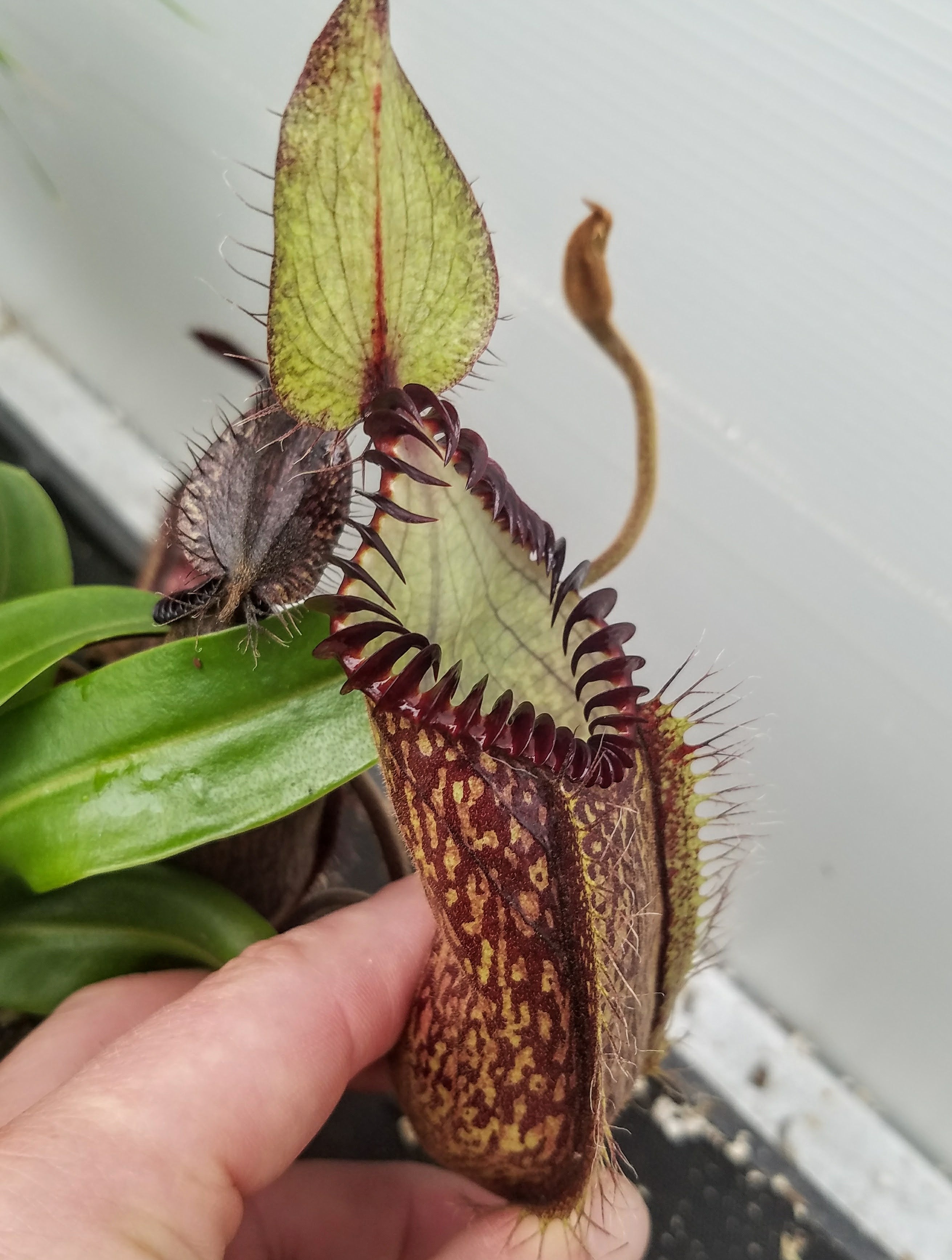Nepenthes hamata, BE-3380 – Carnivero