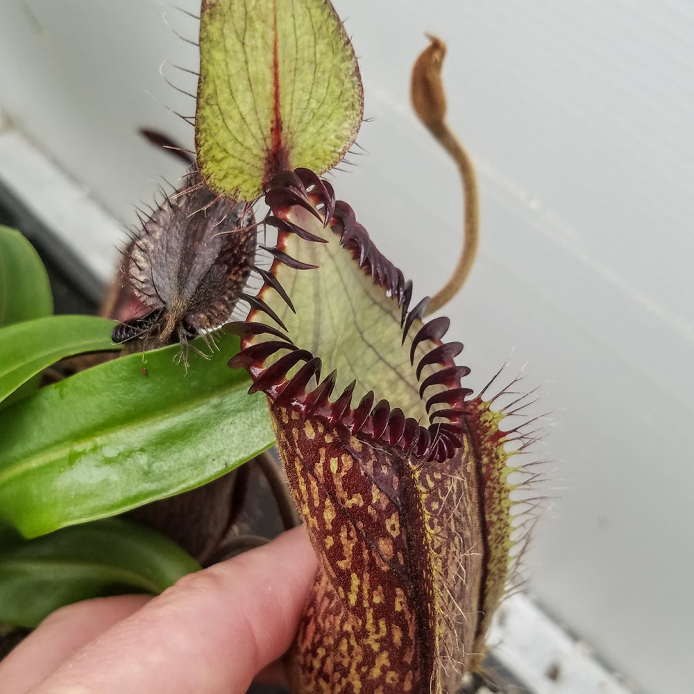 
                      
                        Nepenthes hamata, BE-3380
                      
                    